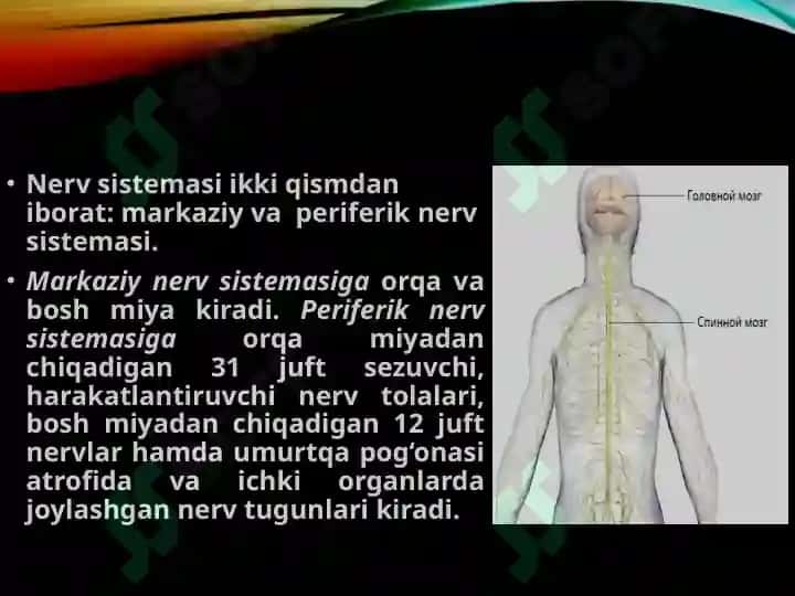 Nerv tizimi va Qarish 4