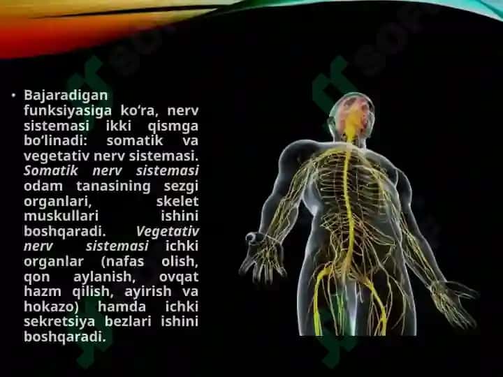 Nerv tizimi va Qarish 5