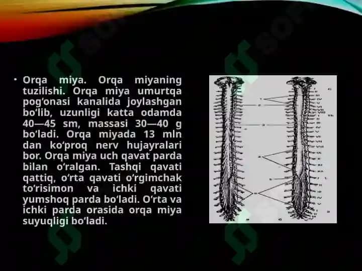Nerv tizimi va Qarish 6