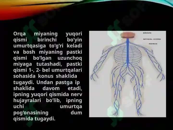 Nerv tizimi va Qarish 7