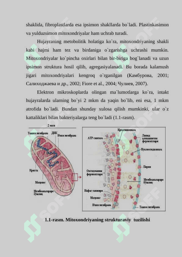 Mitoxondriyalar tuzilishi mitoxondrial DNK kasalliklari 2