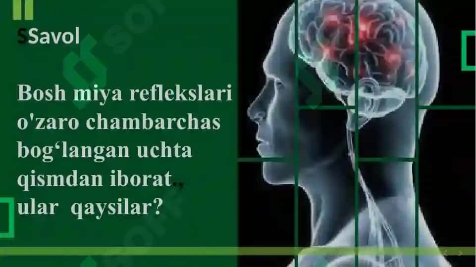 ODAMDA SHARTSIZ REFLEKSLARNI O’RNATISH 3