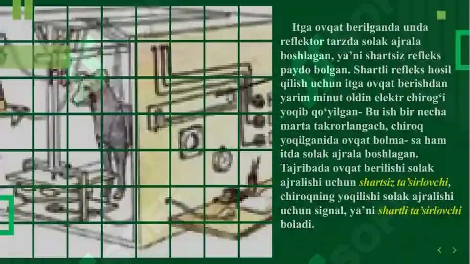 ODAMDA SHARTSIZ REFLEKSLARNI O’RNATISH 6