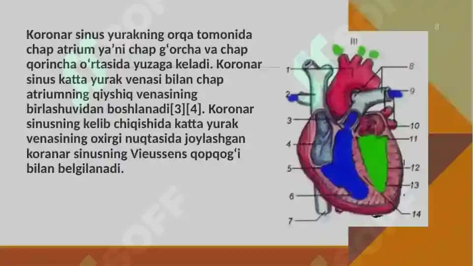 Koronar qon aylanishning xususiyatlari qsx va qmx aniqlash usullari 8