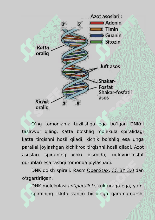 Dnk va Rnk tuzilishi 3