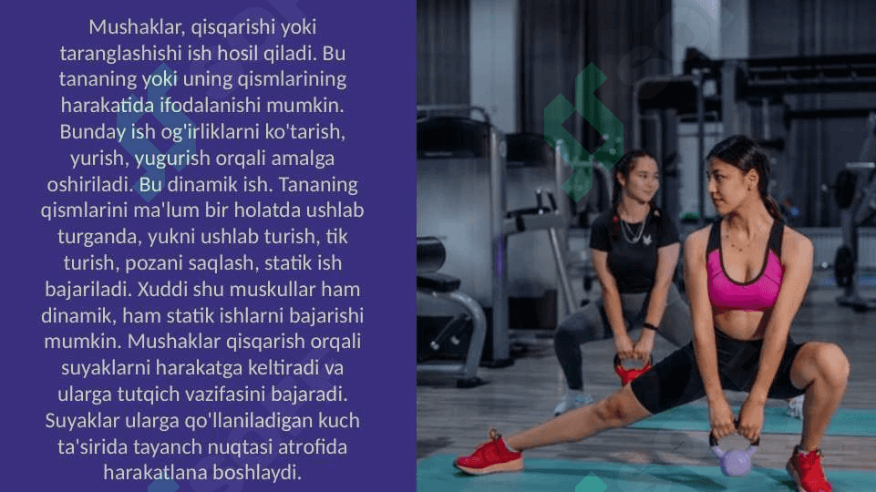 Statik va dinamik yuklamalar tasirida mushak tizimida morfologik o'zgarishlar 2