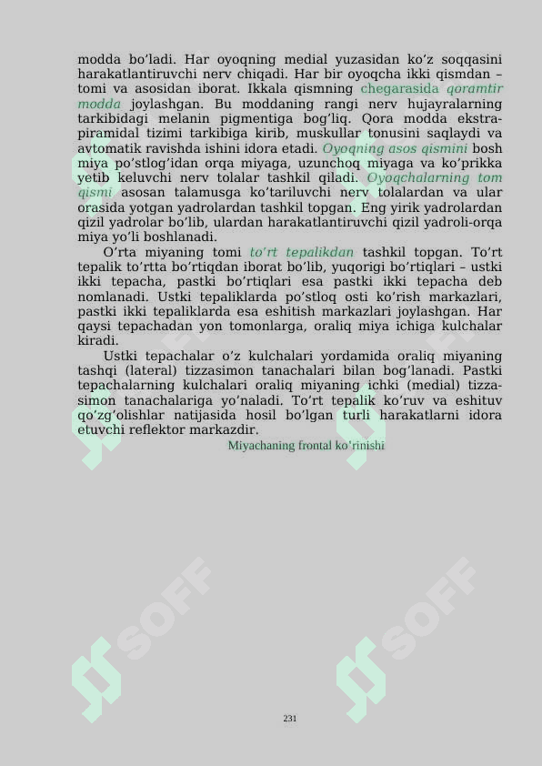 «BOSH MIYA VA UNING BO‘LIMLARI». 5