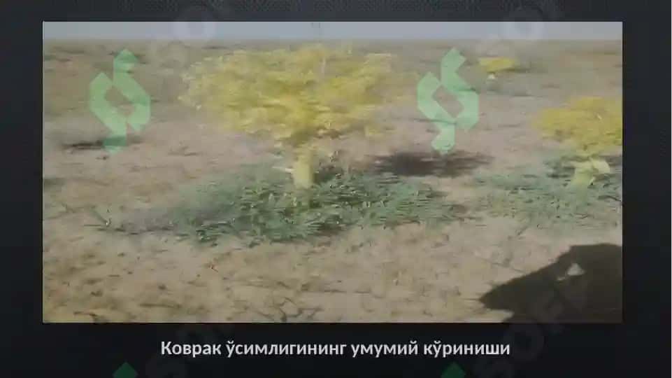 КОВРАКДАН СМОЛА ОЛИШ УСУЛЛАРИ 3