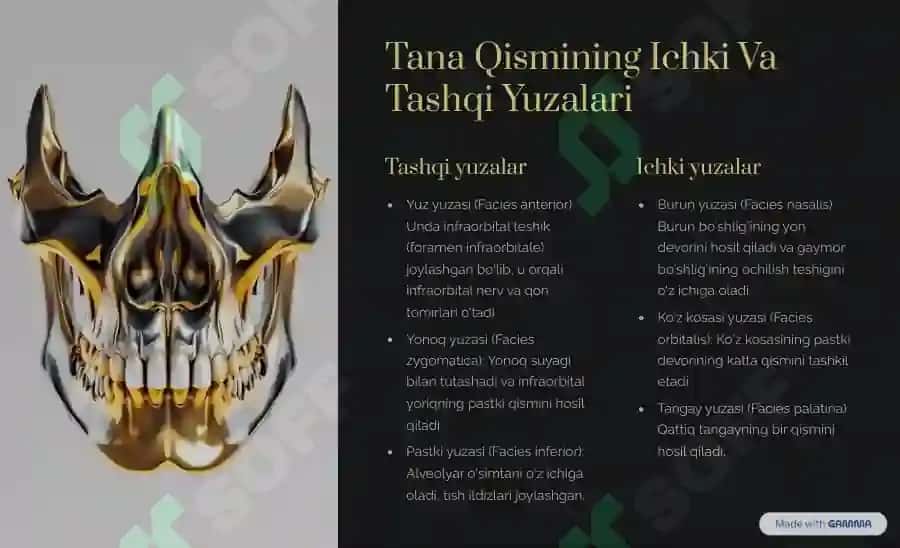 yuqorigi jağ suyagi 4