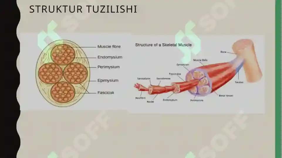 Muskulxossalarinio’rganishusullari 6