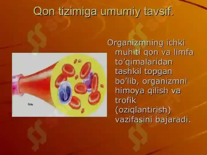 Qon aylanish fiziologiyasi 3