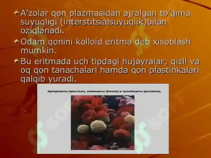 Qon aylanish fiziologiyasi 7