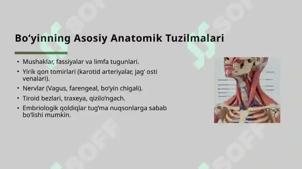Bo‘yinning o‘rta, yon oqmalari va kistalarini kesib olish 3