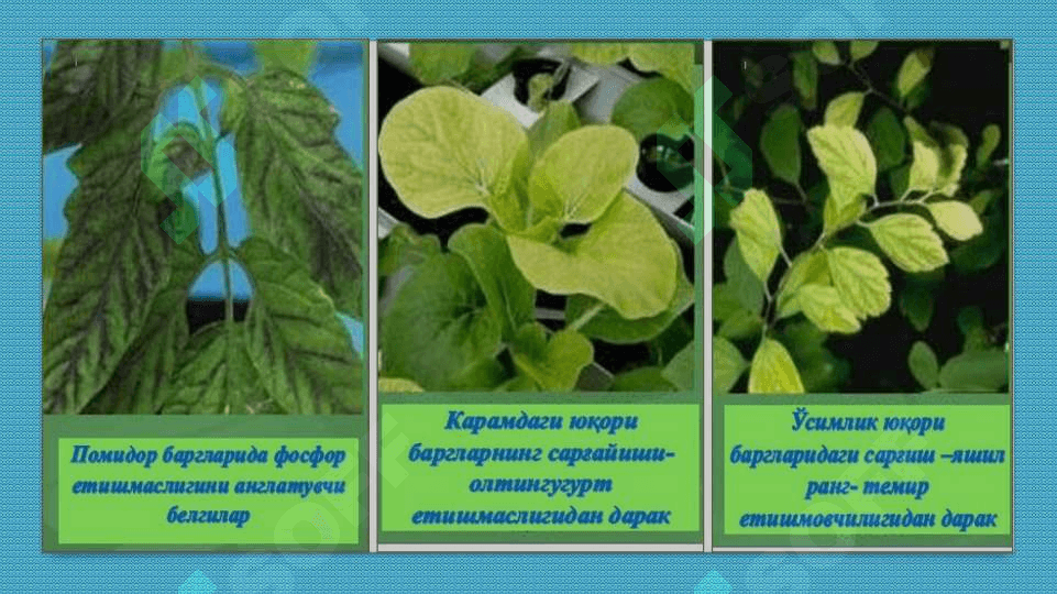 Mineral o'g'itlar mavzusiga oid tajribalar o'tkazish va masalalar yechish. 3