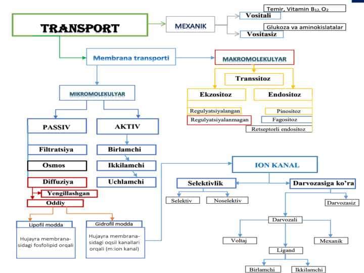 Aktiv transport ( Active tranport )
