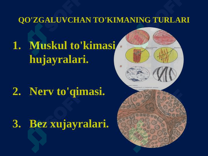 QO'ZALUVCHAN TO'QIMA FIZIOLOGIYASI 4