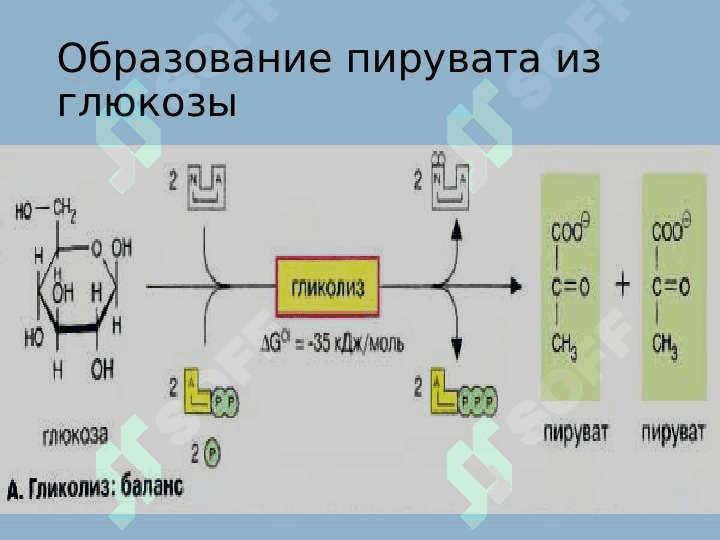 Биологические окисление.Общие пути катаболизма 6