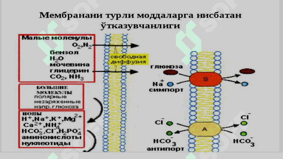 biologik membranalar 4