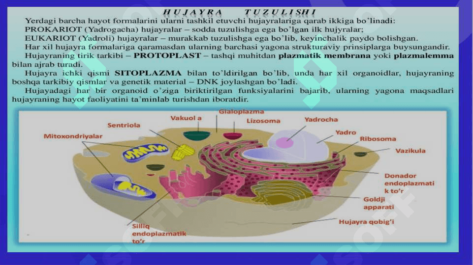 Hujayra organoidlari 2