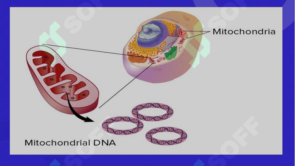Hujayra organoidlari 3