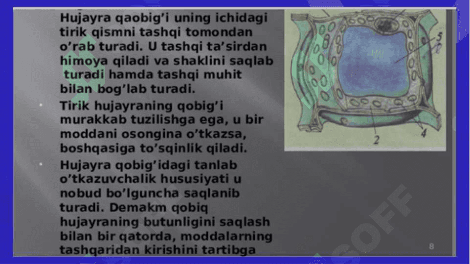 Hujayra organoidlari 4