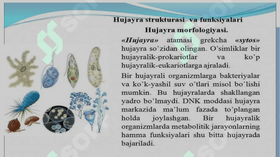 Hujayro fiziologiyasi va o`simlik hujayrasining o`ziga xos xususiyatlari 3