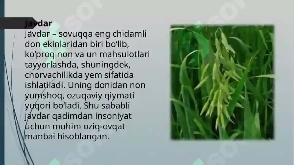 Javdar yetishtirish texnalogiyasi 3