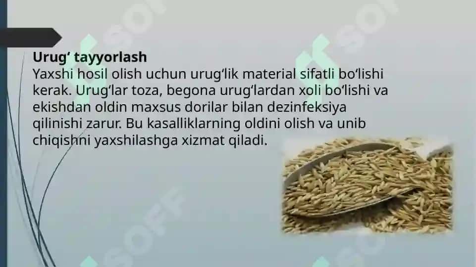 Javdar yetishtirish texnalogiyasi 6
