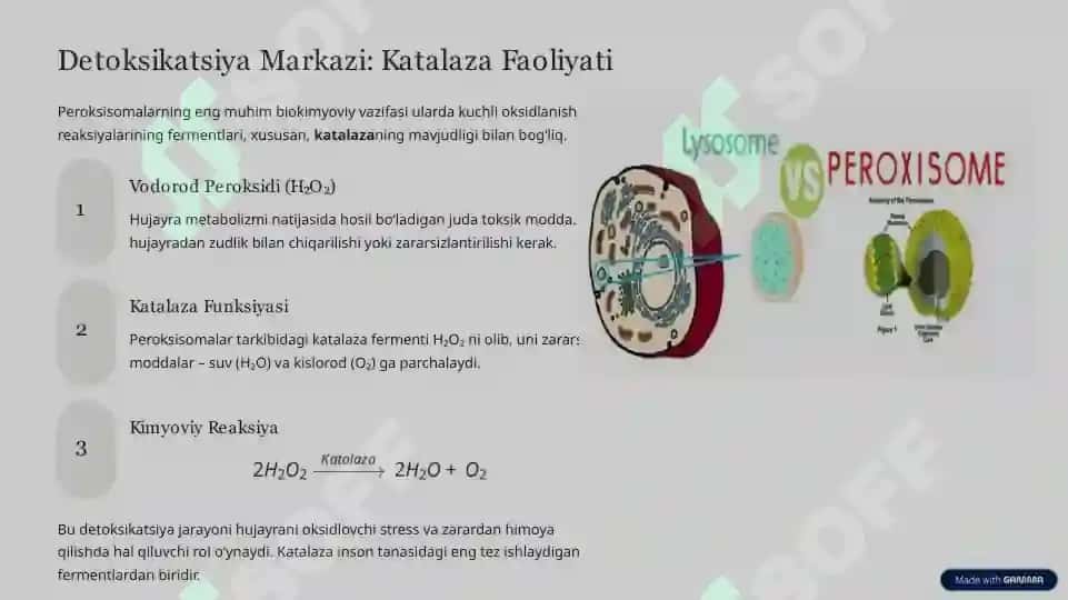 Membranaga ega boʻlmagan organoidlar 6