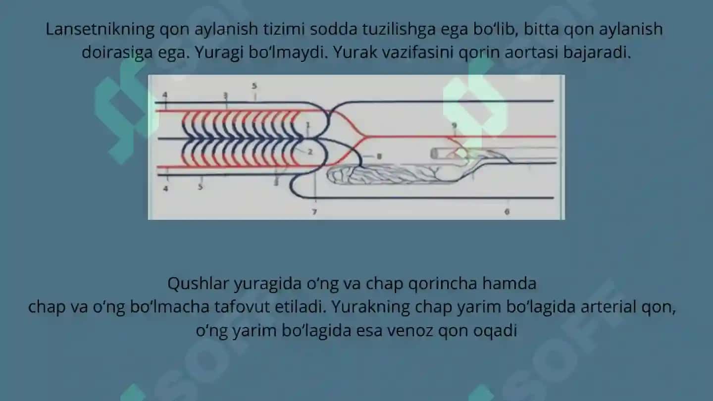 Taqdimot 3