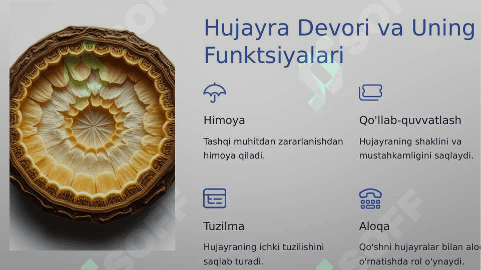O'simlik va xayvon xujayralarning farqlari, o'simliklarning belgilari 3