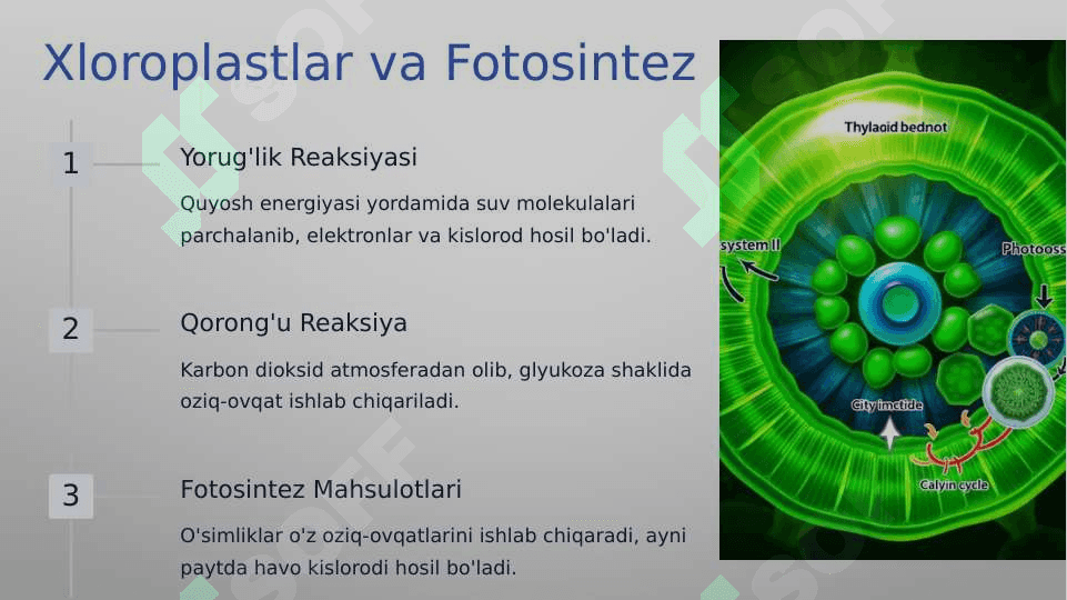 O'simlik va xayvon xujayralarning farqlari, o'simliklarning belgilari 4