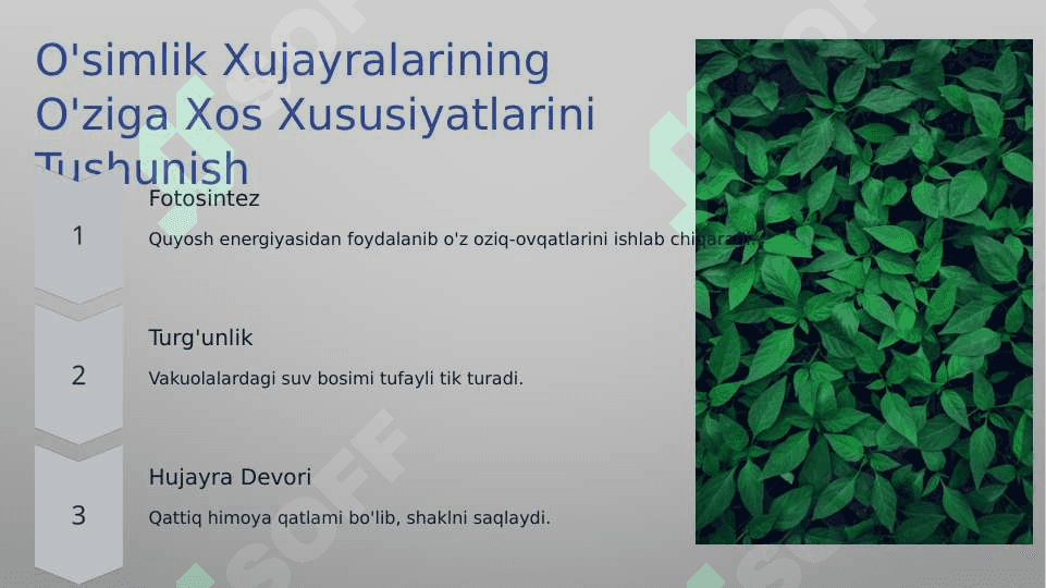 O'simlik va xayvon xujayralarning farqlari, o'simliklarning belgilari 7