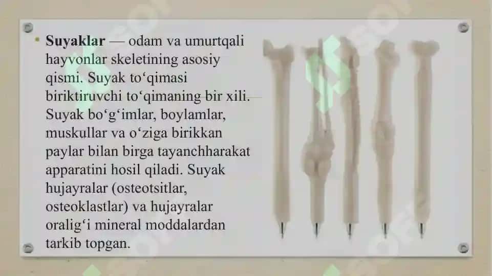 Pastki kamar suyaklari (tos suyaklari) 2