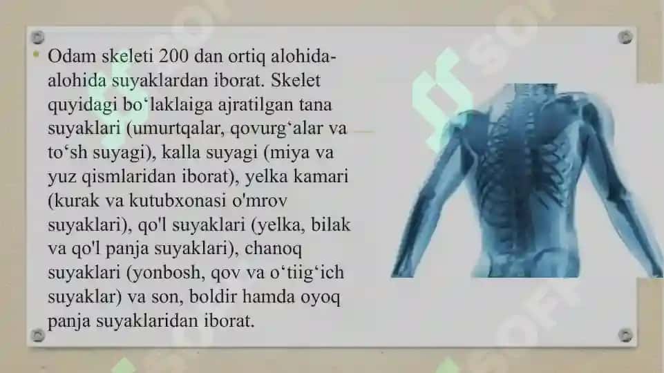 Pastki kamar suyaklari (tos suyaklari) 7