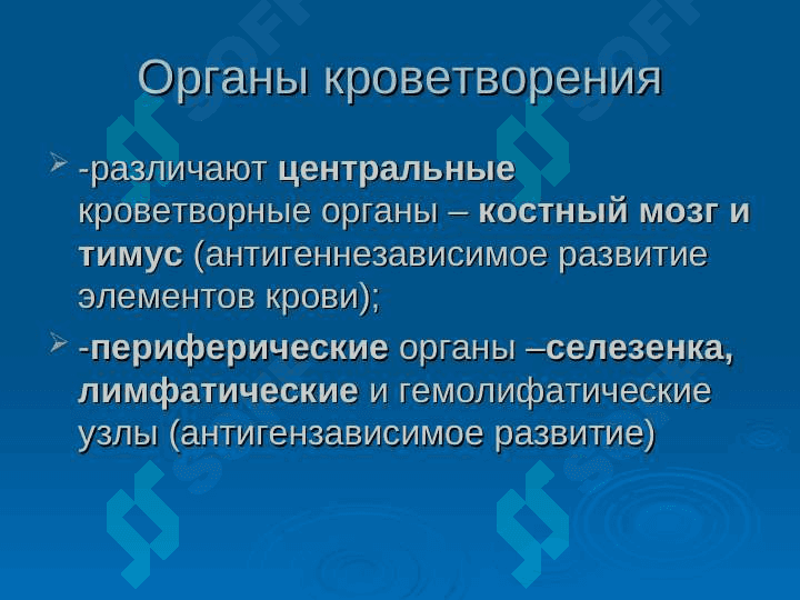 Анатомия физиология органов кроветворения 3