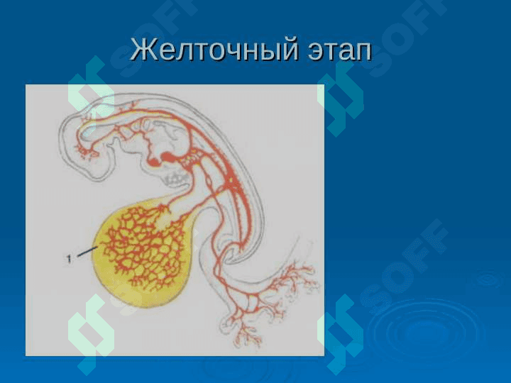 Анатомия физиология органов кроветворения 6