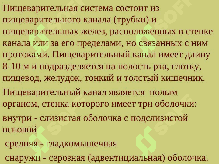 Анатомия физиология пищеварение 4