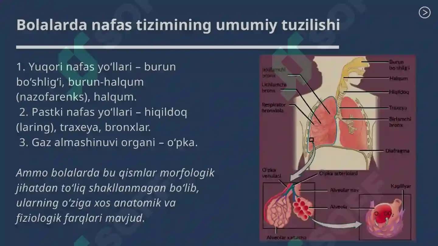 BOLALARDA NAFAS TIZIMI ANATOMO-FIZIOLOGIK XUSUSIYATLARI 3