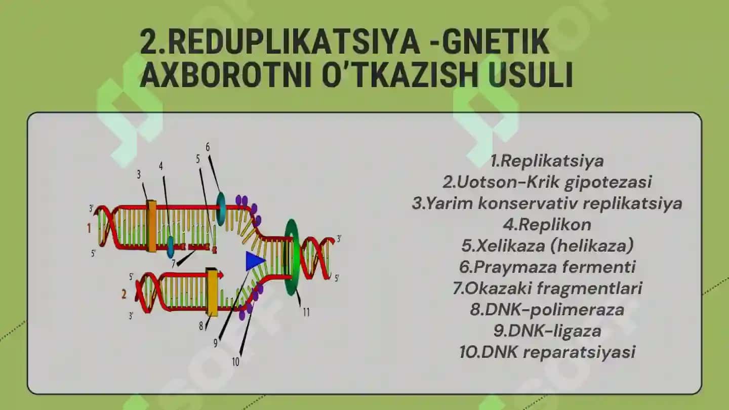 molekulyar biologiya 4