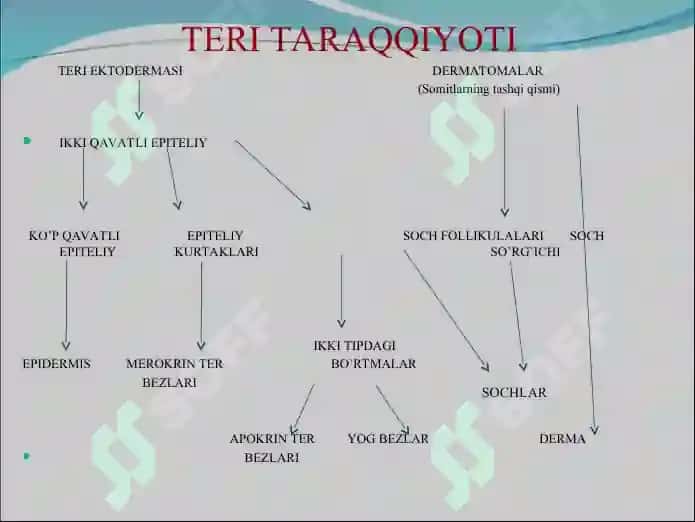 TERI VА UNING HOSILАLАRI. Gistalogiyasi 2