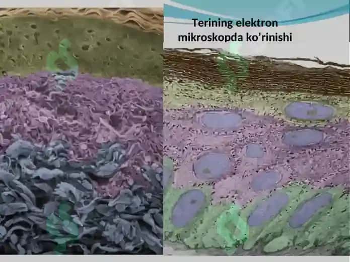 TERI VА UNING HOSILАLАRI. Gistalogiyasi 6