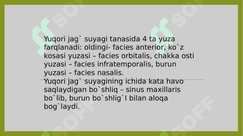 Yuqori va pastki jag' anatomiyasi 4