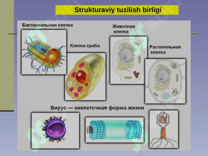 Hayot mohiyati va tiriklik xususiyatlari 5