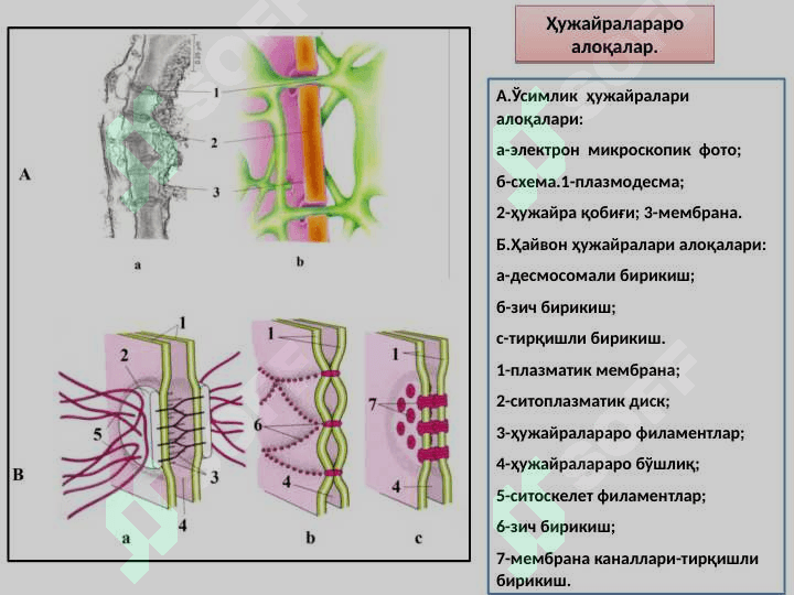 ҲУЖАЙРАЛАРАРО БОҒЛАНИШЛАР. 3