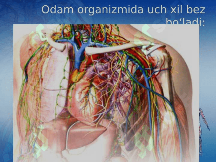 Ichki sekretsiya bezlari haqida umumiy tushuncha 2