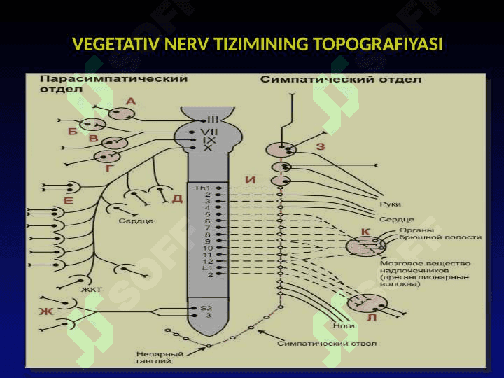 Vegetativ nerv sistemasi fiziologiyasi 5