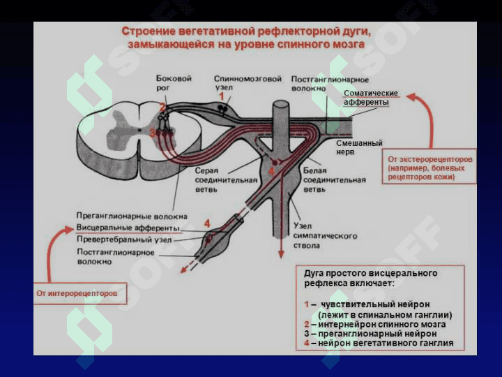 Vegetativ nerv sistemasi fiziologiyasi 7