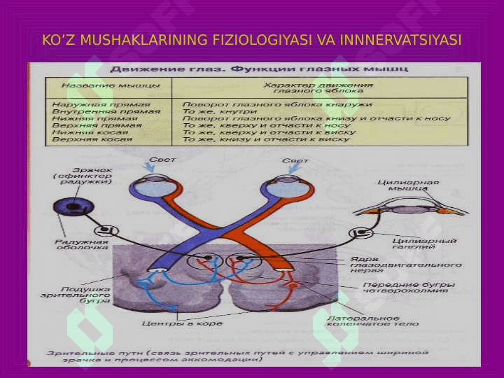 Ko`rish va eshitish analizatorlari fiziologiyasi 6