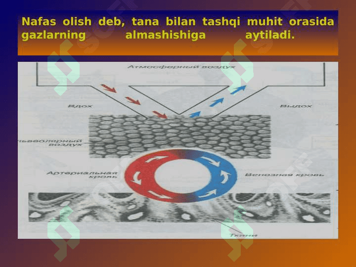 Nafas azolari fiziologiyasi 2